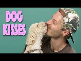 dog kiss dogs while learning