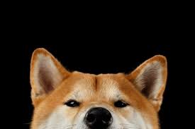 #shibaswap on the way, yet we already have more holders than. Shiba Inu Shib Stiehlt Dogecoin Doge Die Show