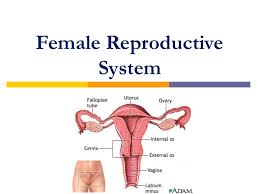 Female internal anatomy diagram male and female reproductive system organs. Female Reproductive System