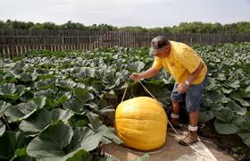 Giant Pumpkins Get Pampered As They Grow In Jerry Roses