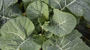 how to plant grow and care for collards