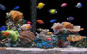 50 free 3d aquarium wallpaper