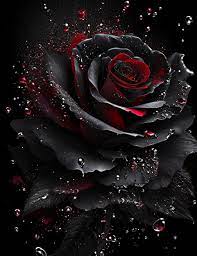stary black red rose flower splash arts