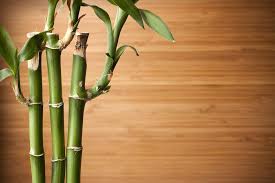 Growing And Caring For Lucky Bamboo