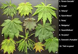 Acer Japonicum Cultivars From Conifer Kingdom Dwarf