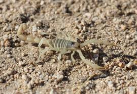 how to get rid of scorpions in your