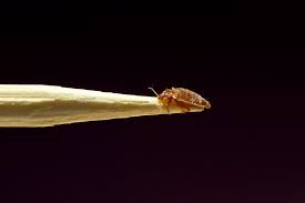 Can Bed Bugs Climb Metal Pestivate Com