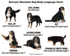 Merlin The Bernese Mountain Dog Body Language Chart Merlin