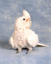 Due to no longer owning a goffin cockatoo this page is inactive until further notice. Goffin Cockatoo Obf Bird Farm