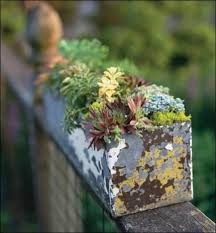 Succulent Gardens For Small Spaces