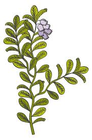 Green Herb Drawing Botany Icon Blue Flower