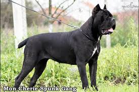 Blue kings is based in atlanta, cane corso breeders georgia but we have pups all over the world. Cane Corso Mastiff Puppy For Sale Near Houston Texas 374ece66 8901