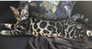 You can use this tool to find a breeder near you, or search for breeders who may offer delivery options. Katt Katt Black Bengal Cat For Sale Near Me
