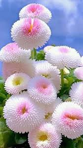 beautiful flowers pink flowers hd