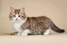 where to find munchkin cats in uk