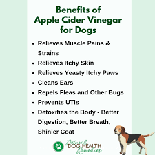 apple cider vinegar for dogs uses and