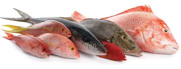 Image result for fresh fish photo