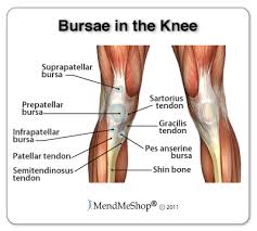 Posted on january 21, 2015 by admin. Anatomy Of The Knee