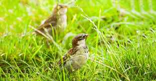 how to keep birds from eating gr