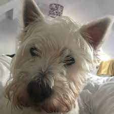 Are you wondering if it's a good idea to adopt a sweet westie that needs a new home or bring a puppy from this playful breed into your life? Westies For Adoption Westie Rescue Uk Westies Adoption Dog Love