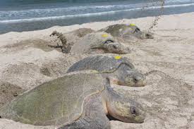 The olive ridley sea turtle (lepidochelys olivacea), also known commonly as the pacific ridley sea turtle, is a species of turtle in the family cheloniidae. Olive Ridley Sea Turtle Facts