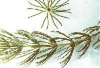 Ceratophyllum demersum - Online Virtual Flora of Wisconsin