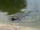 Alligator Catches Cormorant At Okeechobee Executive Golf Course In ...
