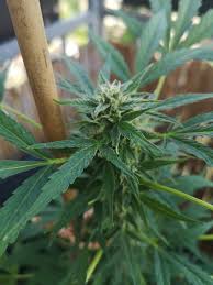 With this, here are other important things. Light In Flowering Stage Grow Question By Gnagna Growdiaries