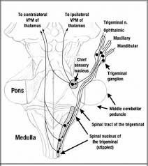 trigeminal tracts and nuclei are