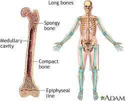 Long bones are longer than they are wide and are the major bones of the limbs. Long Bones Information Mount Sinai New York