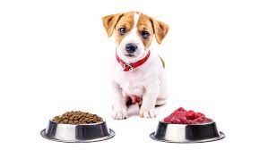best dog food for puppies to flourish