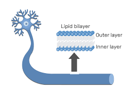 cell membrane lipid bilayer getbodysmart