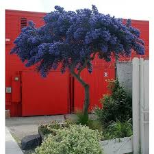Evergreen California Lilac Tree Patio