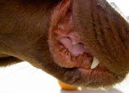 swollen gums in dogs petmd