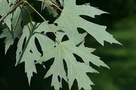 silver maple leaves