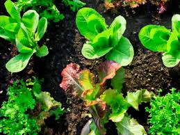 You want to keep them the key to great gardening is to vegetable garden care as you go. How To Maintain Your Vegetable Garden