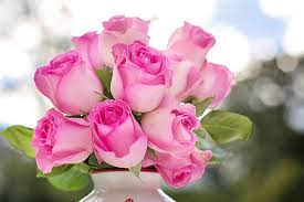 pink rose flower arrangement pickpik