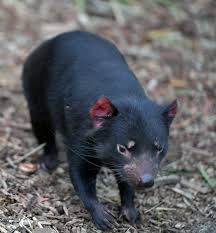 baby tasmanian devil free stock photo