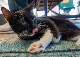 why do cats lick their lips cat explore