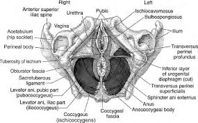 pelvic floor muscles as seen from below