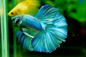 A male will adapt well to a community tank provided there is only one male betta in residence and the other tank mates are of a peaceful variety. Male Siamese Betta Dragon Petbarn