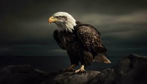 bald eagle stock photos images and