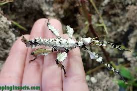 how to get the lichen color morph of