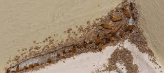 how to get rid of drywood termites
