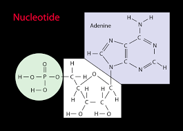 nucleotides