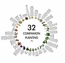32 Companion Planting Wheel Companion