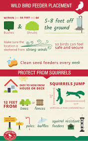 infographic on how to attract birds to