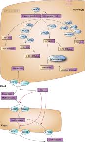 Ibuprofen Pathway Pharmacokinetics Overview