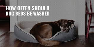 How Often Should Dog Beds Be Washed