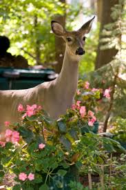 keeping deer out of your garden
